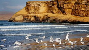 reserva-natural-de-paracas