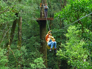 canopy (1)