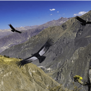 Tour Cañón del Cóndor – Cusco