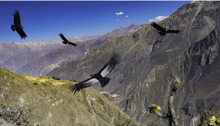 CONDOR CUSCO