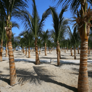 Casa Andina Zorritos 04 Días – 03 Noches Con Aéreo a Tumbes Via SKY Con Traslados